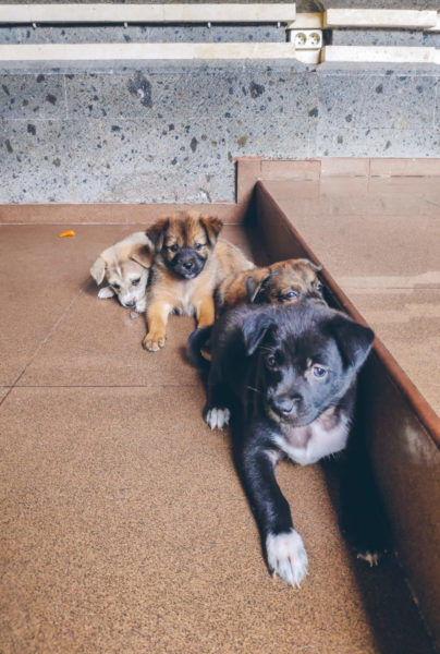 Puppies of Bali