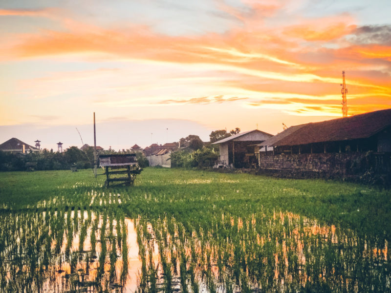 Seminyak Rice Field Sunset