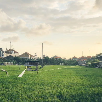 Beautiful Rice Fields in Seminyak Bali