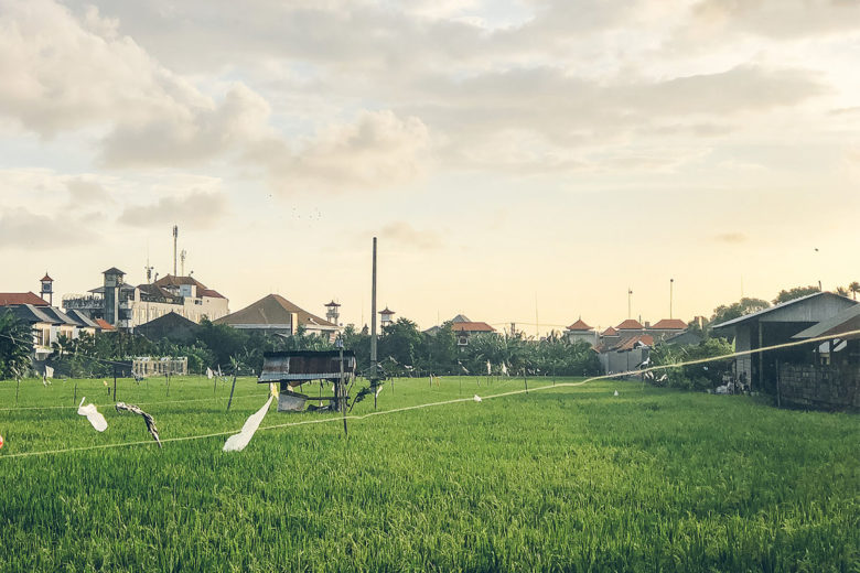 Beautiful Rice Fields in Seminyak Bali